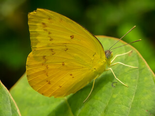 Yellow butterfly on green leaves with a natural background 