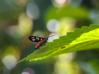 Tiger moth on green leaves with a natural background 