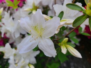 봄꽃철쭉사진