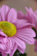 Obraz premium pink daisy flower