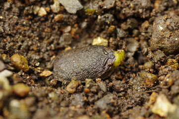 発芽直後のヘチマの種