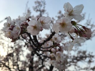 봄꽃