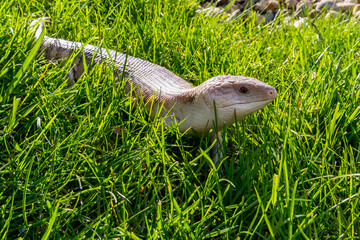 Skink lizard (family Scincidae) joyfully moves in the grass. Skinks are popular lizards with an unusual long blue tongue.