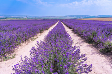 Fototapeta na wymiar Field with endless purple rows of fragrant medicinal lavender