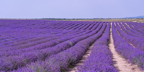 Outdoor view of a field saturated with purple rows of fragrant lavender