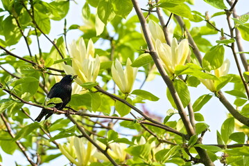 Starling with a caterpillar in the beak sitting on a branch in the garden