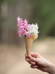 Hand holding colorful hyacinths in an ice cream cup