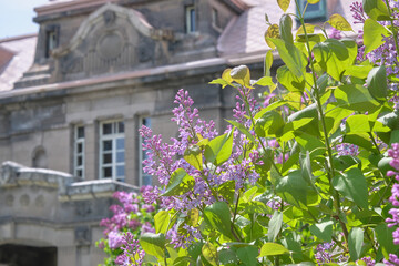 旧札幌控訴院庁舎 とライラック（北海道札幌市大通公園） / Former Sapporo Archives Museum and Lilac (Odori Park, Sapporo City, Hokkaido)