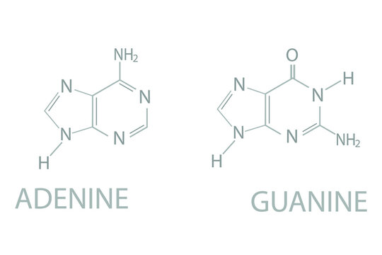 Adenine and guanine molecular skeletal chemical formula.	
