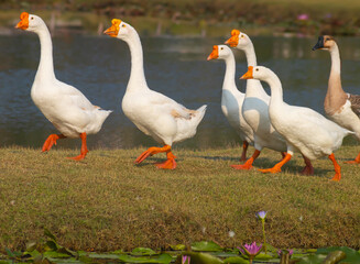 masses white geese walk on the farm