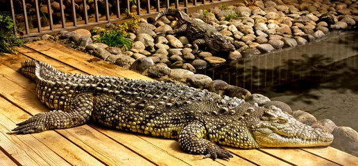 Deurstickers A crocodile basking in the sun. © Mikhail