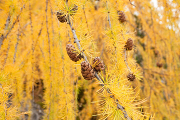 yellow larches from a forest in Dolomites area at fall