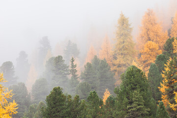 Low clouds in the forest at fall with yellow larches
