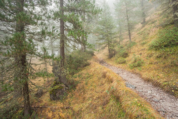 Low clouds in the forest at fall with yellow larches