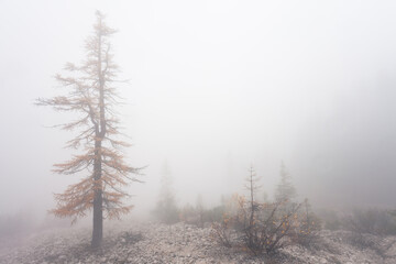 Fototapeta na wymiar Low clouds in the forest at fall with yellow larches
