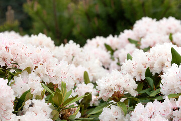 Rhododendron or Rosebay blossoms in spring garden, closeup. Ericaceae evergreen shrub, toxic...
