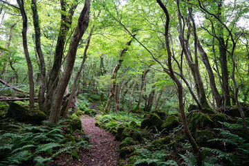 pathway through primeval forest