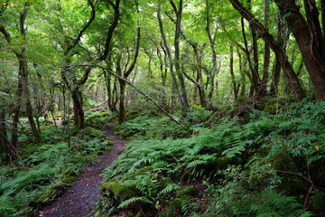 Fototapeta na wymiar pathway through primeval forest