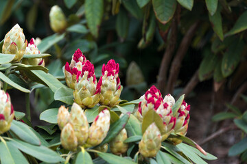 Rhododendron or Rosebay leaves and buds ready to open in spring garden, closeup. Ericaceae evergreen shrub, toxic leaves. Azalea, decorative shrubs.