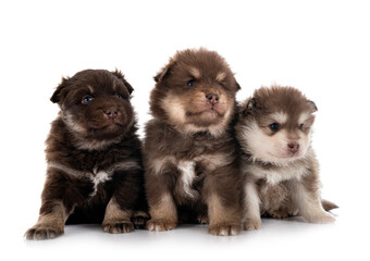 Fototapeta premium puppies Finnish Lapphunds in studio