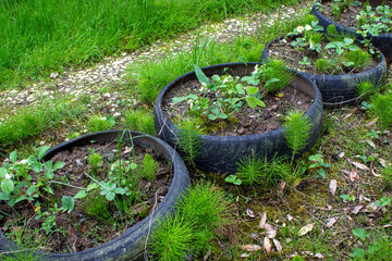 Used tires in the garden. Reuse of car tires. Tire recycling.