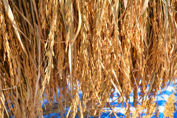 Fototapeta premium Paddy, Rice harvesting by farmers in northern Thailand.