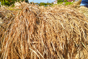 Paddy, Rice harvesting by farmers in northern Thailand.