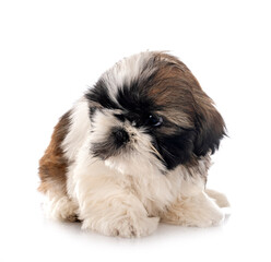 puppy Shih Tzu in studio