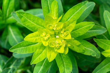 Close-up of the euphorbia hyberna plant with its inflorescences. Irish spurge.