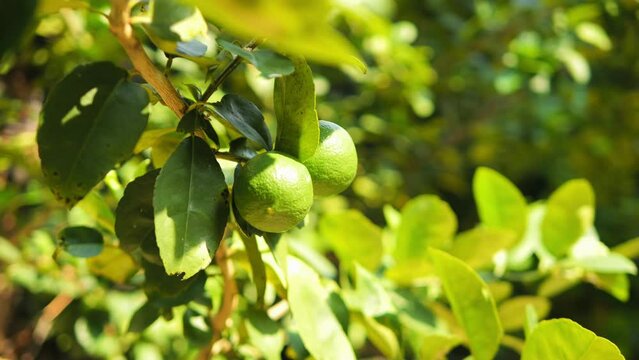 Fresh organic green lime fruit trees plantation 4K high quality footage.