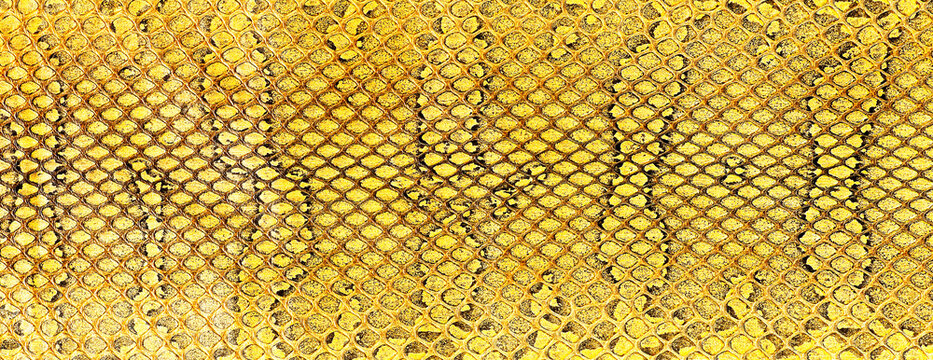 Yellow snake skin texture, as background. Natural reptile leather.