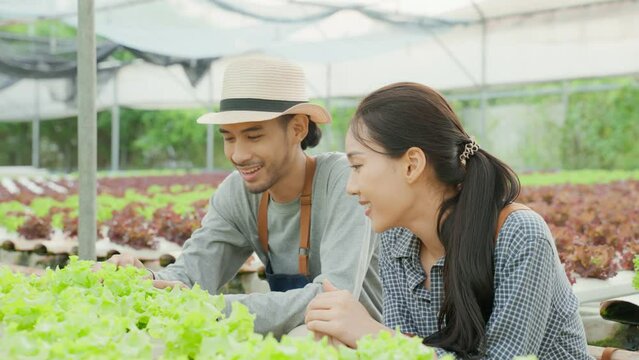Asian farmers couple work in vegetables hydroponic farm with happiness