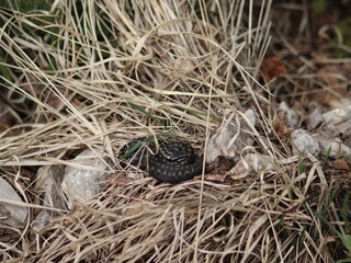 The snake sleeps in the dry grass