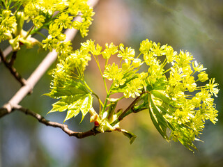 Blooming maple flowers in early spring in the park.
