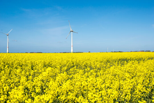 field with wind turbines