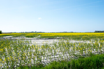 field of dandelions