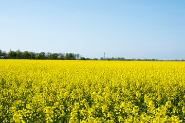 rapeseed field