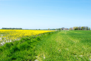 field of yellow flowers