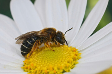 Closeup on a fresh emerged female Orange-legged furrow bee, Halictus rubicundus