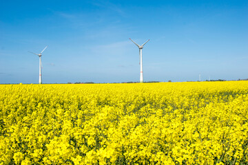 field with turbines