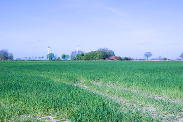 field of wheat