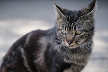 close up one gray Chinese Dragon-Li cat (Li-Hua cat) outdoor blur background