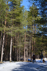 pine forest in spring