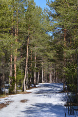 pine forest in spring 