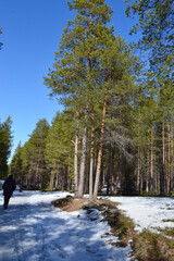 A pine forest in May 