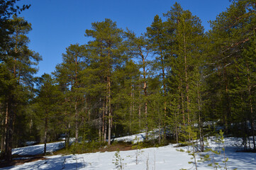 A pine forest in May 