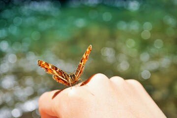 手に乗る菊池渓谷のサカハチチョウ