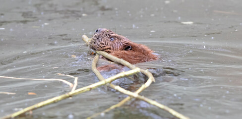 Eurasian beaver castor dragging wood