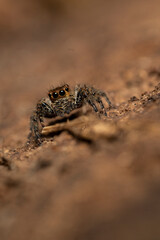 portrait of a jumping spider