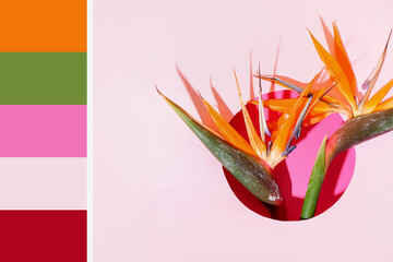 Beautiful strelitzia flowers on light pink background. Different color patterns
